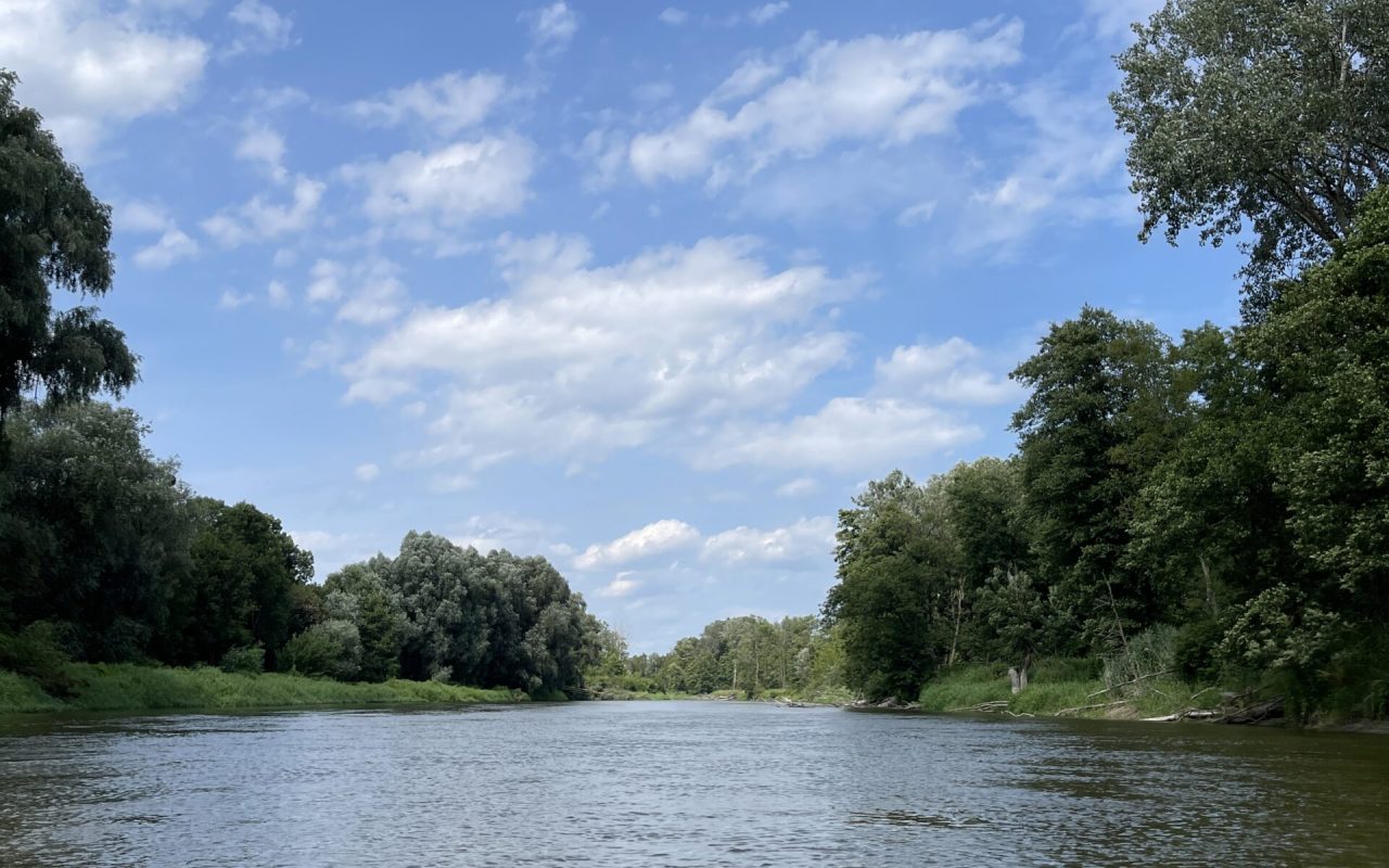 Rzeka Bug Sławatycze, widok z kajaka
